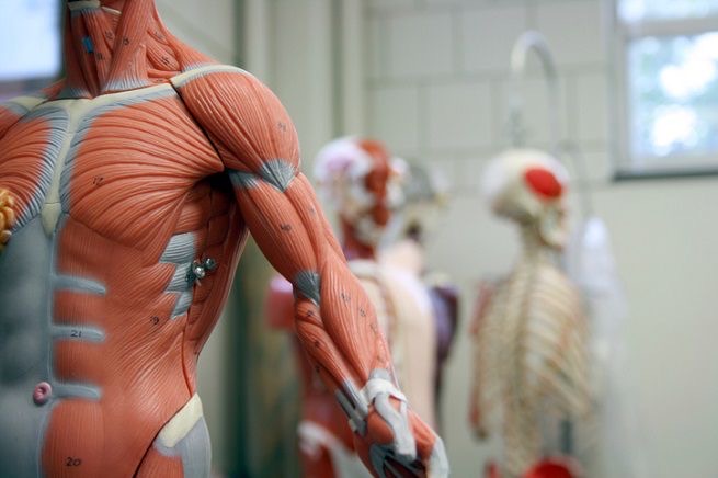 Pilates, postura e movimento consapevole